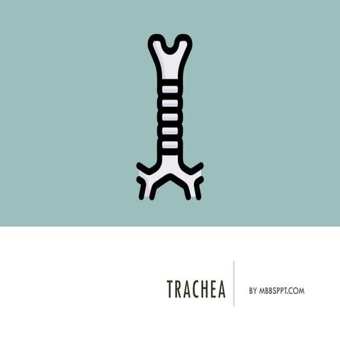 Trachea | PPTX