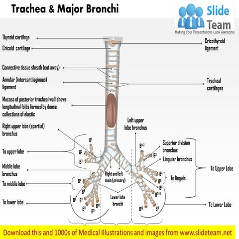 Trachea and major bronchi anterior view medical images for power point
