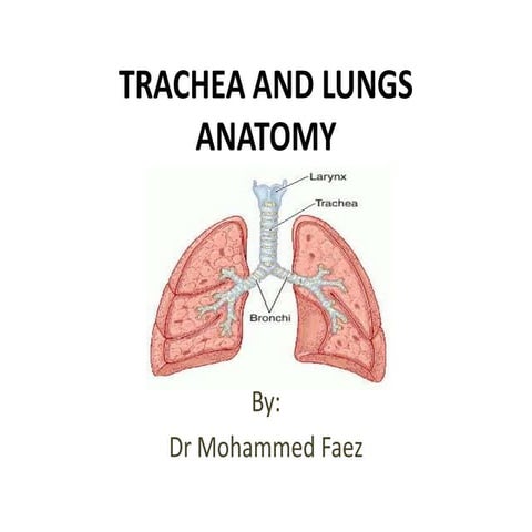 Trachea + Lungs