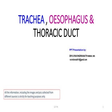 Trachea, oesopha &amp; thoracic duct r