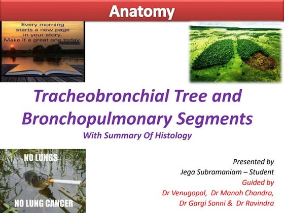 Anatomy of tracheobroncial tree | PPT