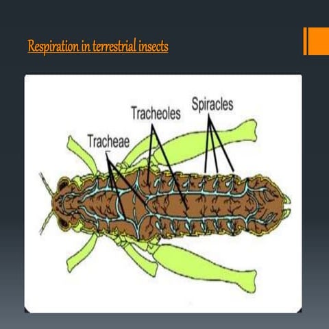 Trachial respiration in insects