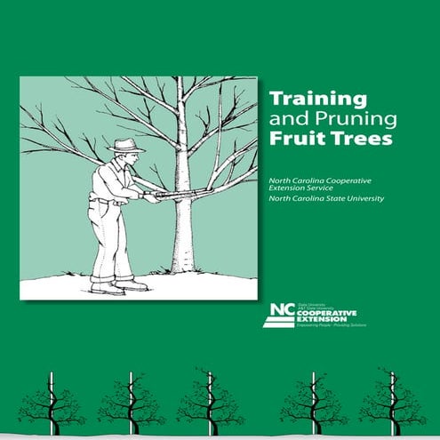 Training and pruning fruit trees