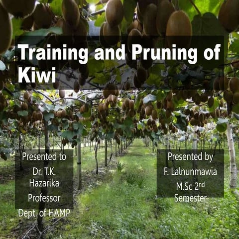 Training and pruning of Kiwi.pptx