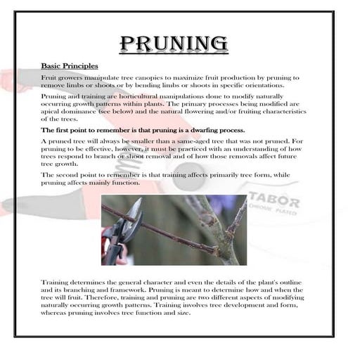 Training and prunning