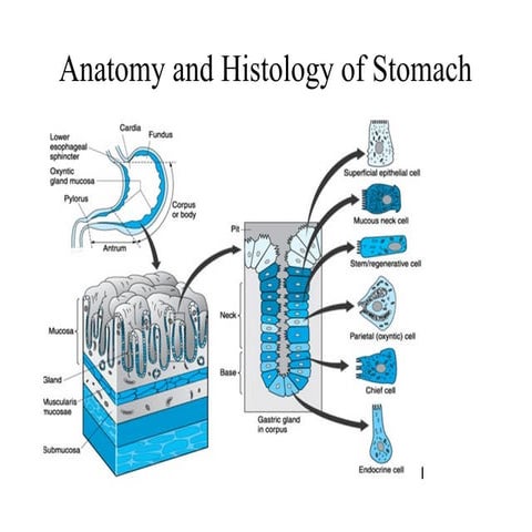 hyperacidity vonoprazan pcab  h pylori d