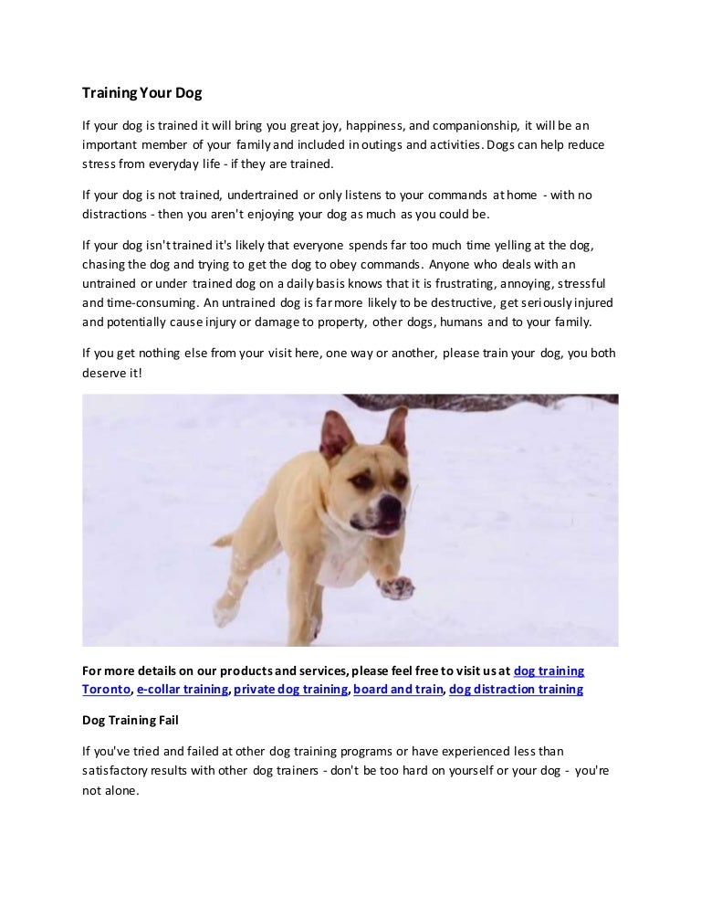 visiting family with your dog