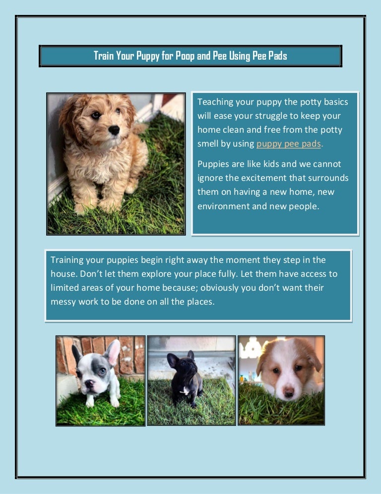 Train Your Puppy For Poop And Pee Using Pee Pads Converted