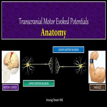 Basic Anatomy for Trans-cranial Motor Evoked Potentials Monitoring 