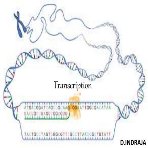 Transcription
