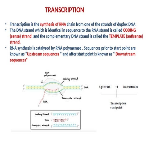 transcription in prokaryotes and eukaryotes