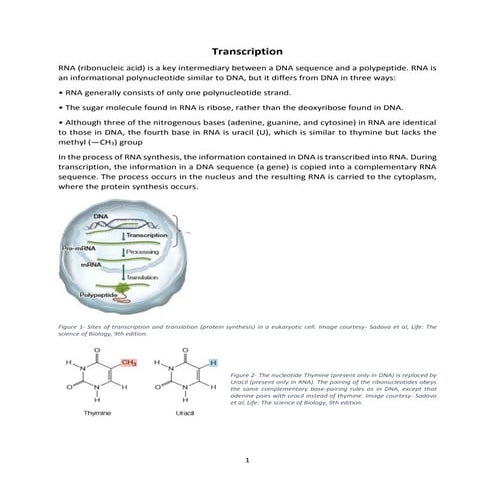 Transcription and RNA processing-even-sem-2015.pdf