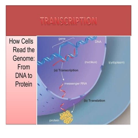 Transcription b.pharm