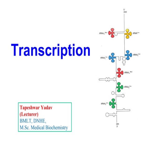Transcription