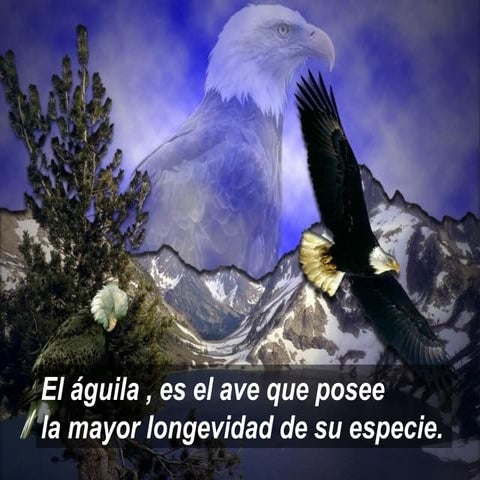 Transformacion del Aguila