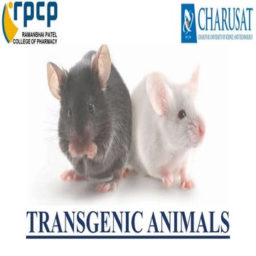 Transgenic animal