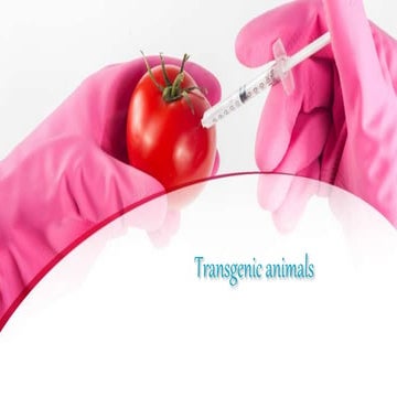 Transgenic animals mice  for students