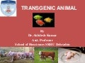 Transgenic animals