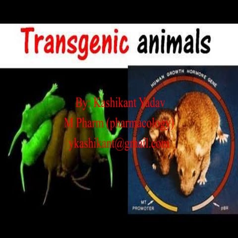 Transgenic animals by Kashikant Yadav