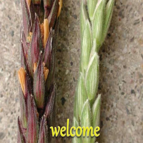 Transgenic male sterility