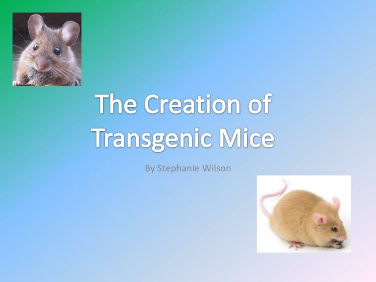 Transgenic organisms powerpoint