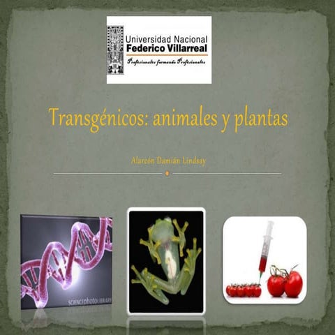 Transgenicos de animales y plantas 
