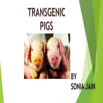 Transgenic pig 