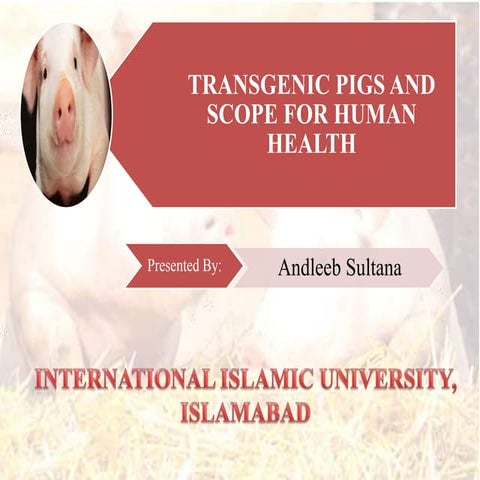 Transgenic pigs