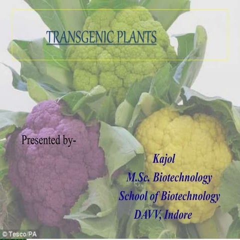 Transgenic plants  ppt