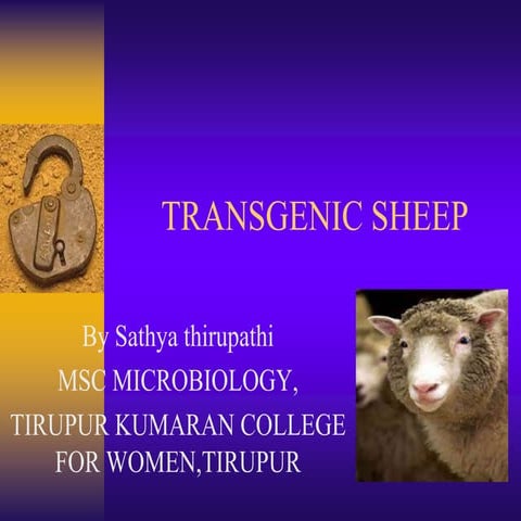 Transgenic sheep ppt for staff &  students