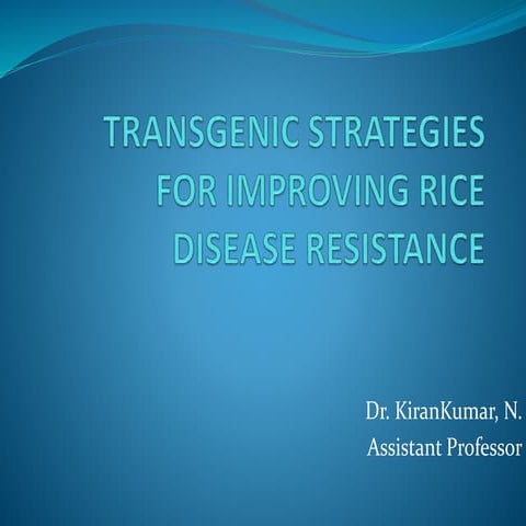 Transgenic strategies for improving rice disease resistance