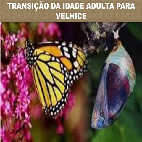 Transição Adulto Velhice