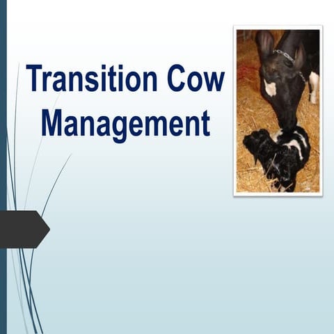 Transition cow management