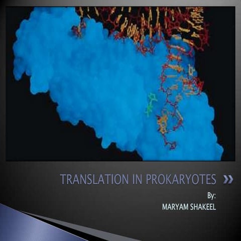 Translation in prokaryotes