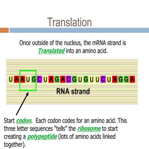 Translation mutation ppt