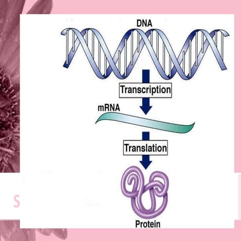 Translation of dna