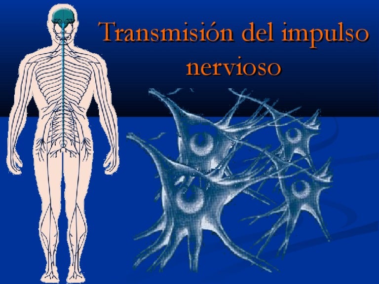 Transmisión del impulso nervioso Transmisión del impulso nervioso