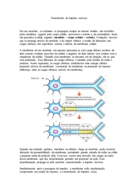 Transmissão do impulso nervoso