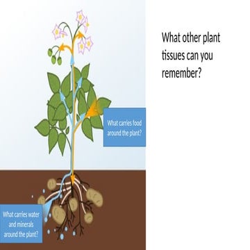 Transport-systems-in-plants-C19.227016621.ppt