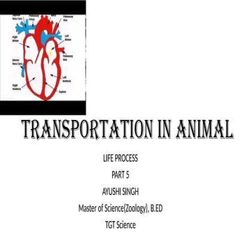 Transportation in All Types of Animal.pptx