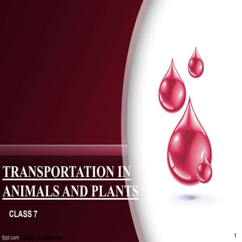 Transportation in animals and plants CLASS VII 