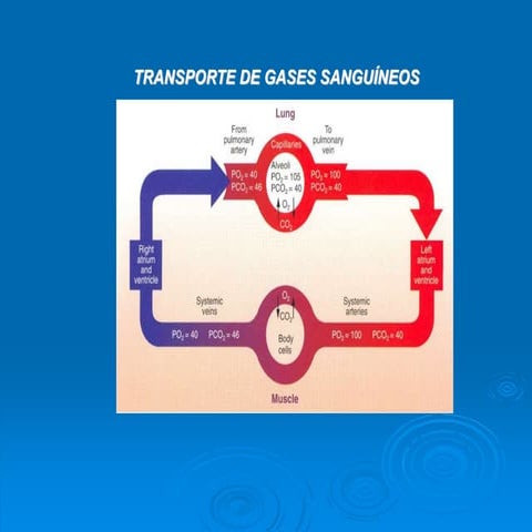 Transporte de gases | PPTX