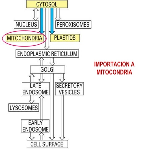 Transporte hacia mitocondria