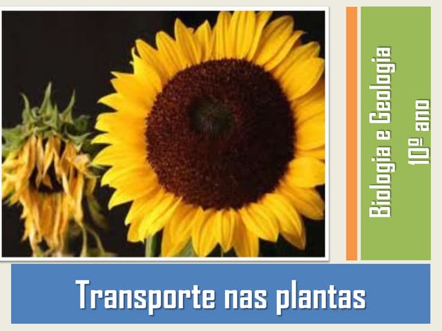 Transporte nas plantas