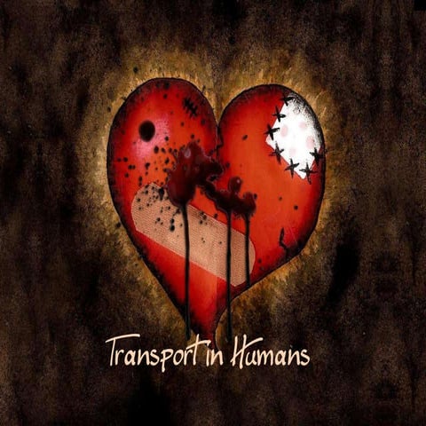 Transport in humans_blood vessels