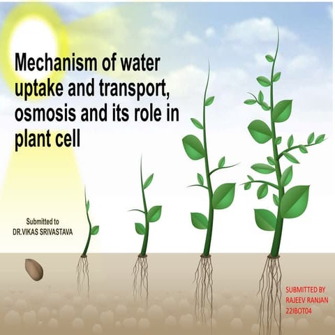Plant physiology (transport in plant) @ Rajeev Ranjan.ppt