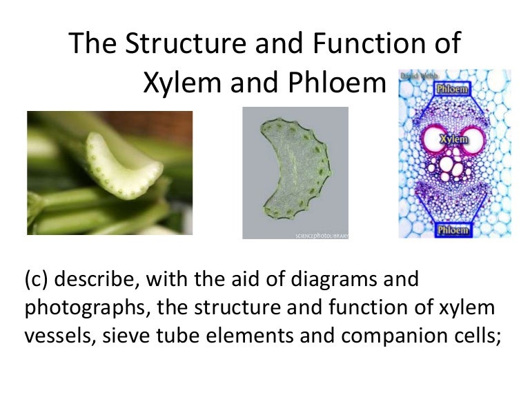 Transport in plants 2 xylem and phloem structure