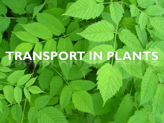 Chapter 9 Transport in Plants Lesson 3 - The 3 mechanisms in water ...