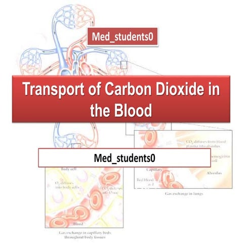 Transport of cabon dioxide in the blood