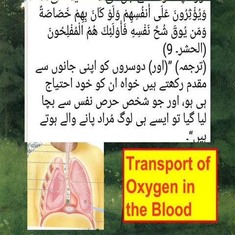 Transport of oxygen in the blood